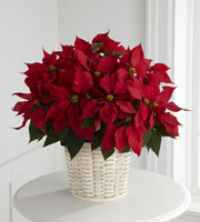 The FTD� Red Poinsettia Basket (Large)