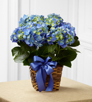 The FTD� Blue Hydrangea Planter