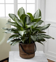 The FTD� Chinese Evergreen