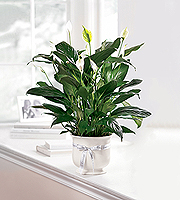 The FTD� Comfort Planter
