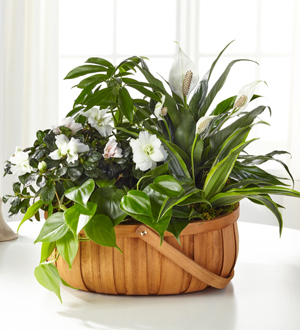 The FTD� Serene� Dishgarden